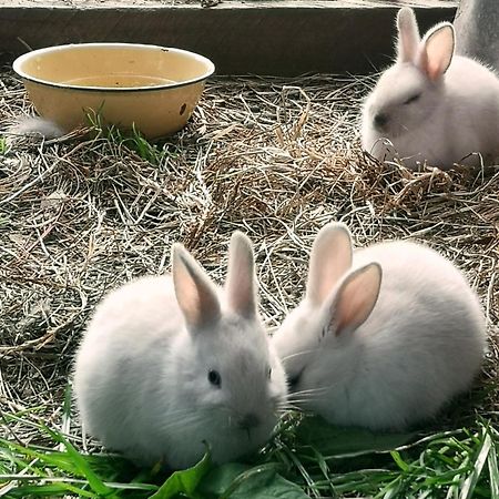 Вілла Fernhill Guest Farm Книсна Екстер'єр фото