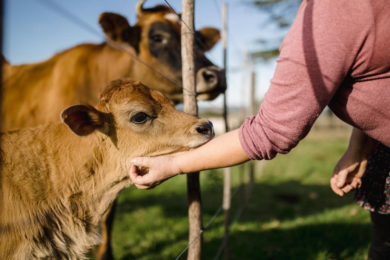 Вілла Fernhill Guest Farm Книсна Екстер'єр фото