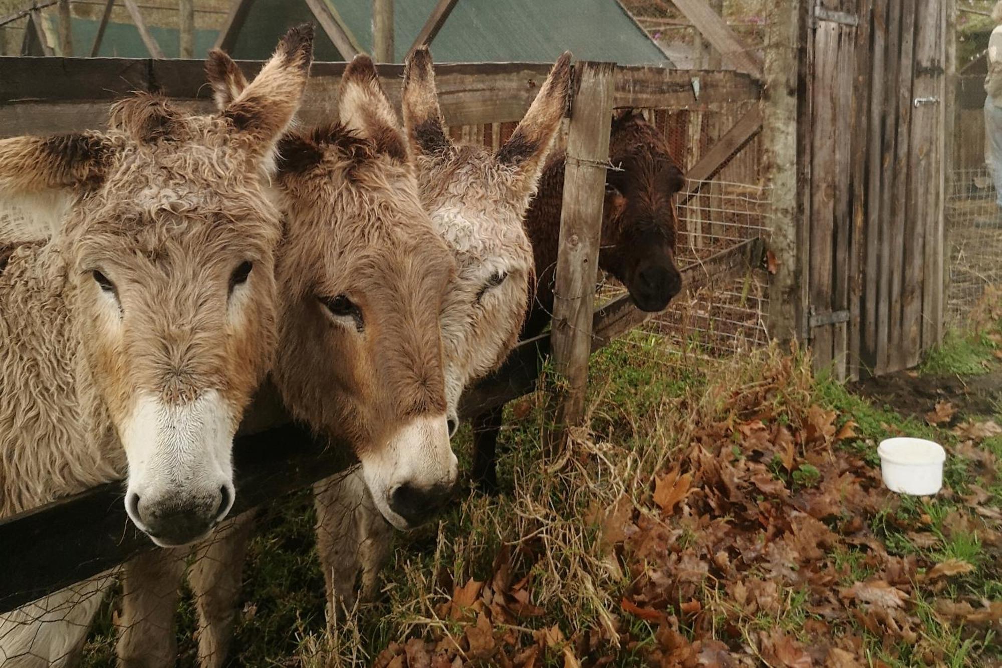 Вілла Fernhill Guest Farm Книсна Екстер'єр фото