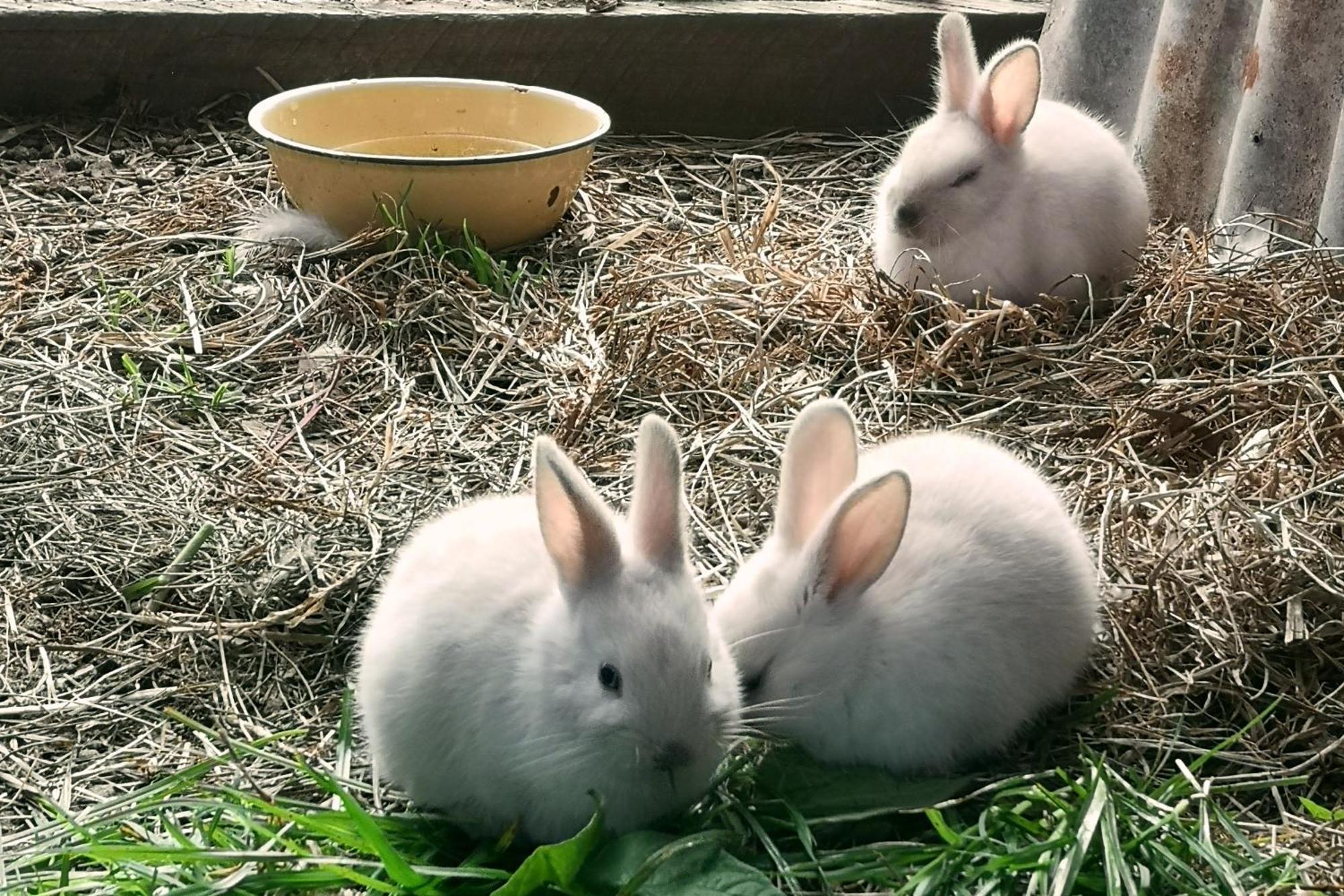 Вілла Fernhill Guest Farm Книсна Екстер'єр фото